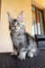 Gray and white Maine Coon kitten with ear tufts, Wayland Maine Coon’s adorable charm