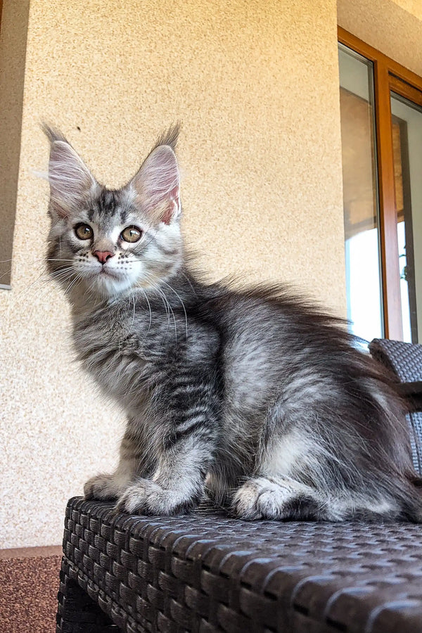 Fluffy gray Maine Coon kitten with striking green eyes from Wayland Maine Coon