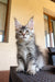 Gray tabby Maine Coon kitten Wayland with cute ear tufts and alert expression