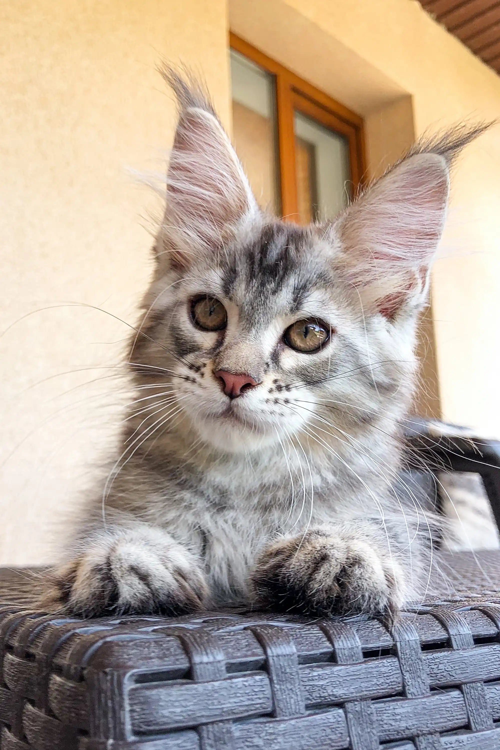 Maine Coon Kittens for Sale Wayland | Kitten