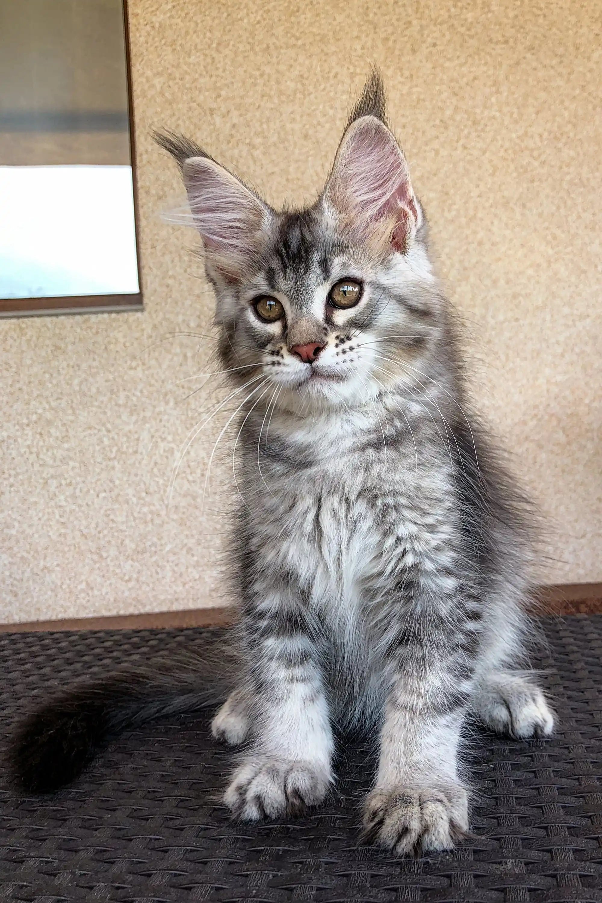 Maine Coon Kittens for Sale Wayland | Kitten