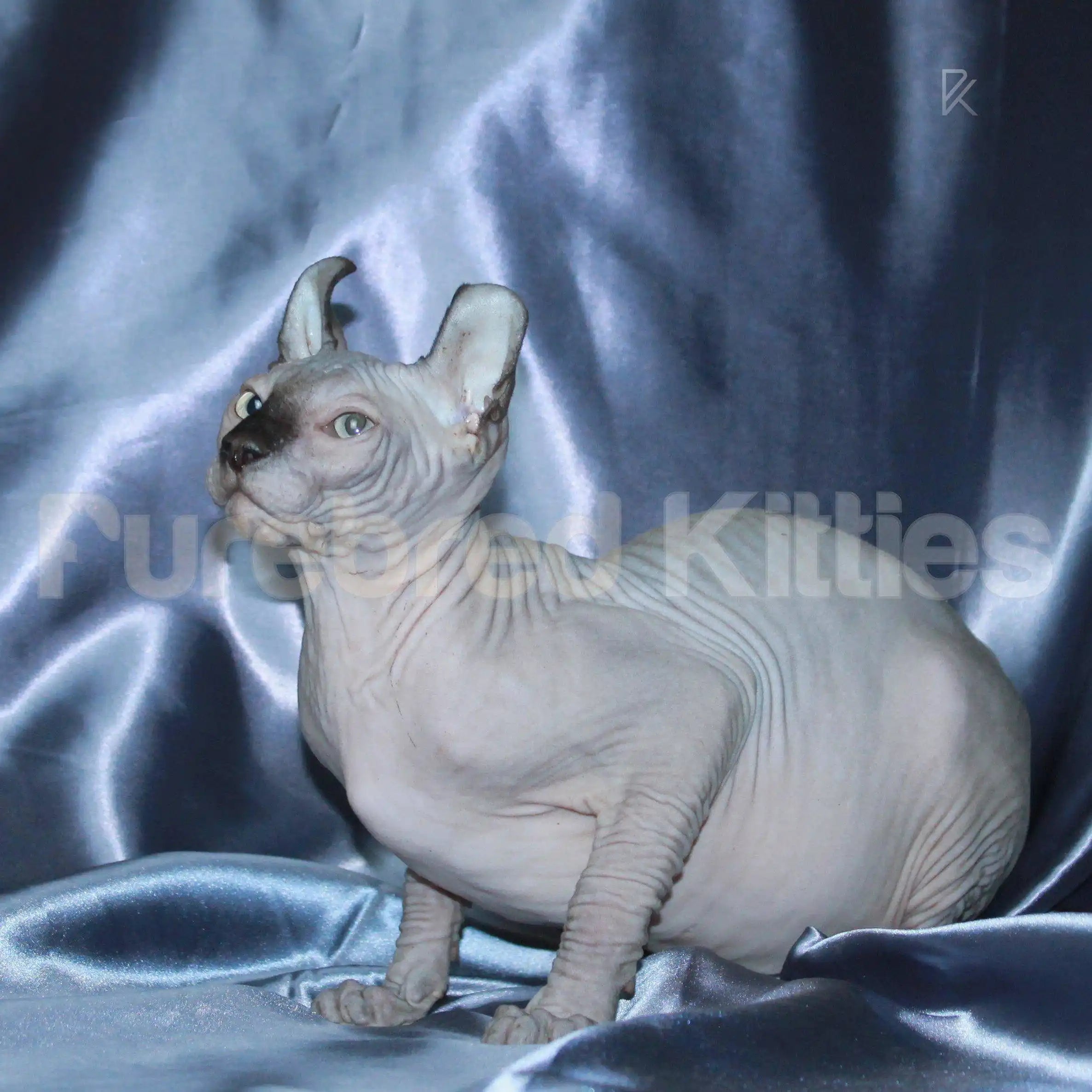 Sphynx Cats for Sale | Kittens For Wayne | Elf Kitten