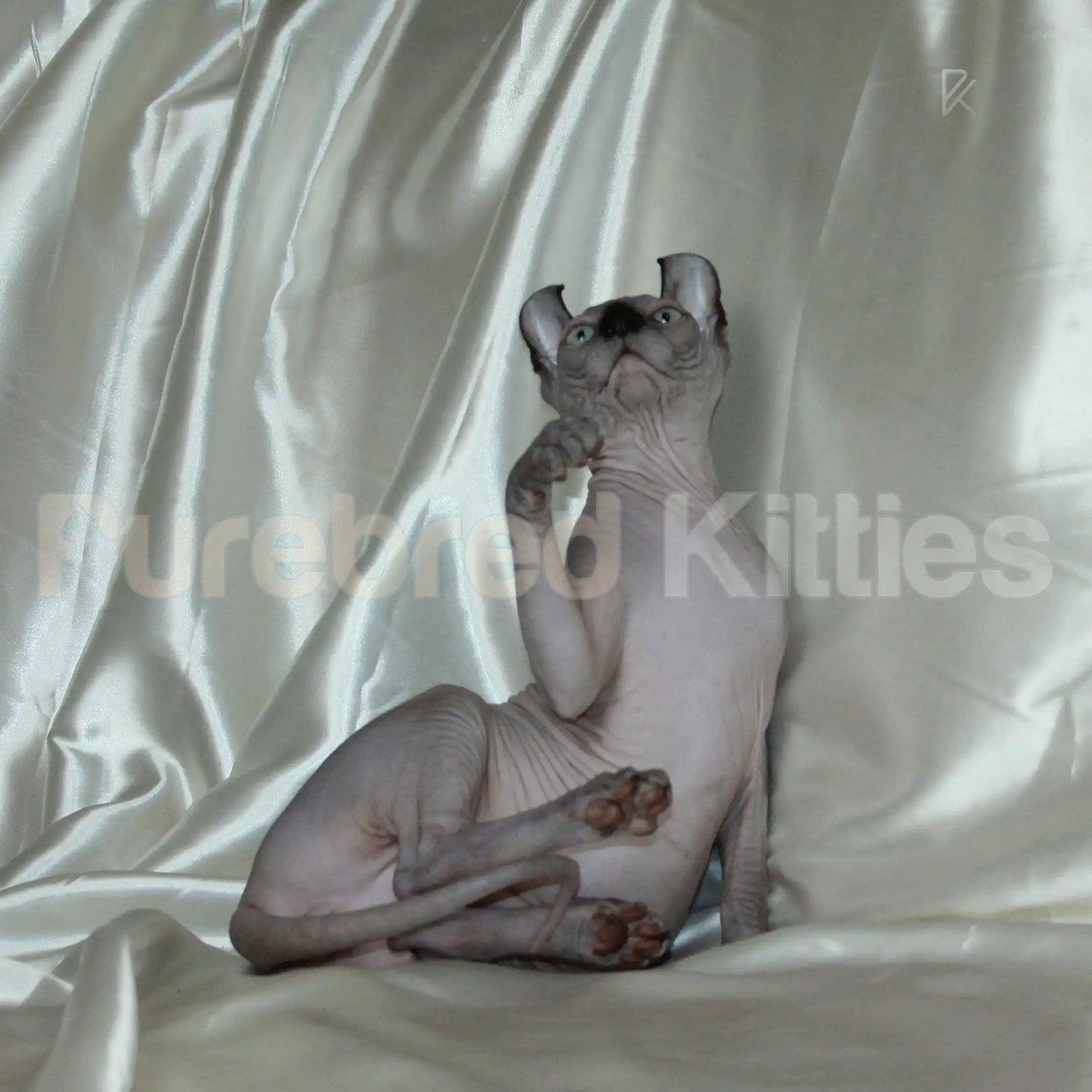 Sphynx Cats for Sale | Kittens For Wayne | Elf Kitten