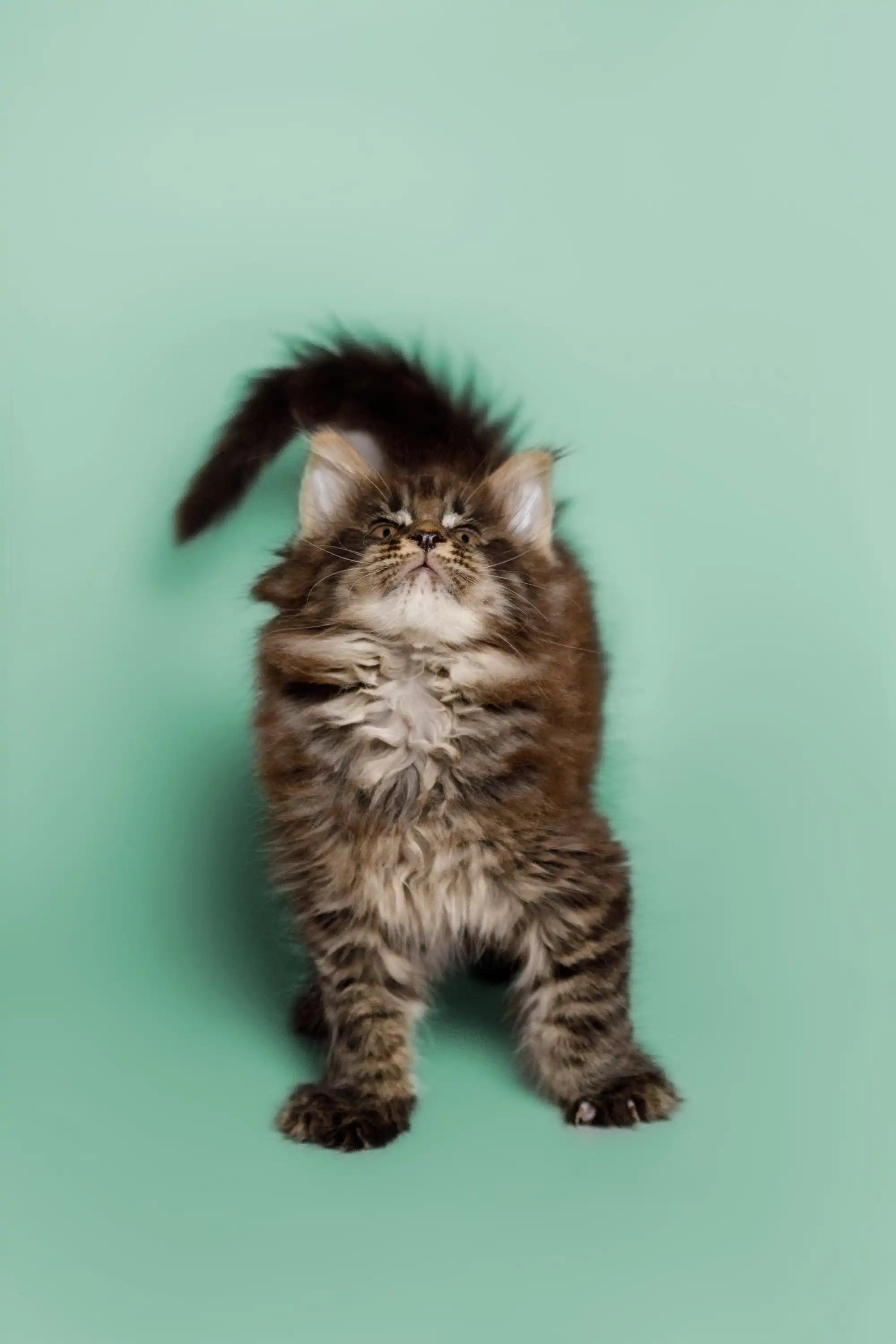 AVADA - Best Sellers Wayne | Maine Coon Kitten