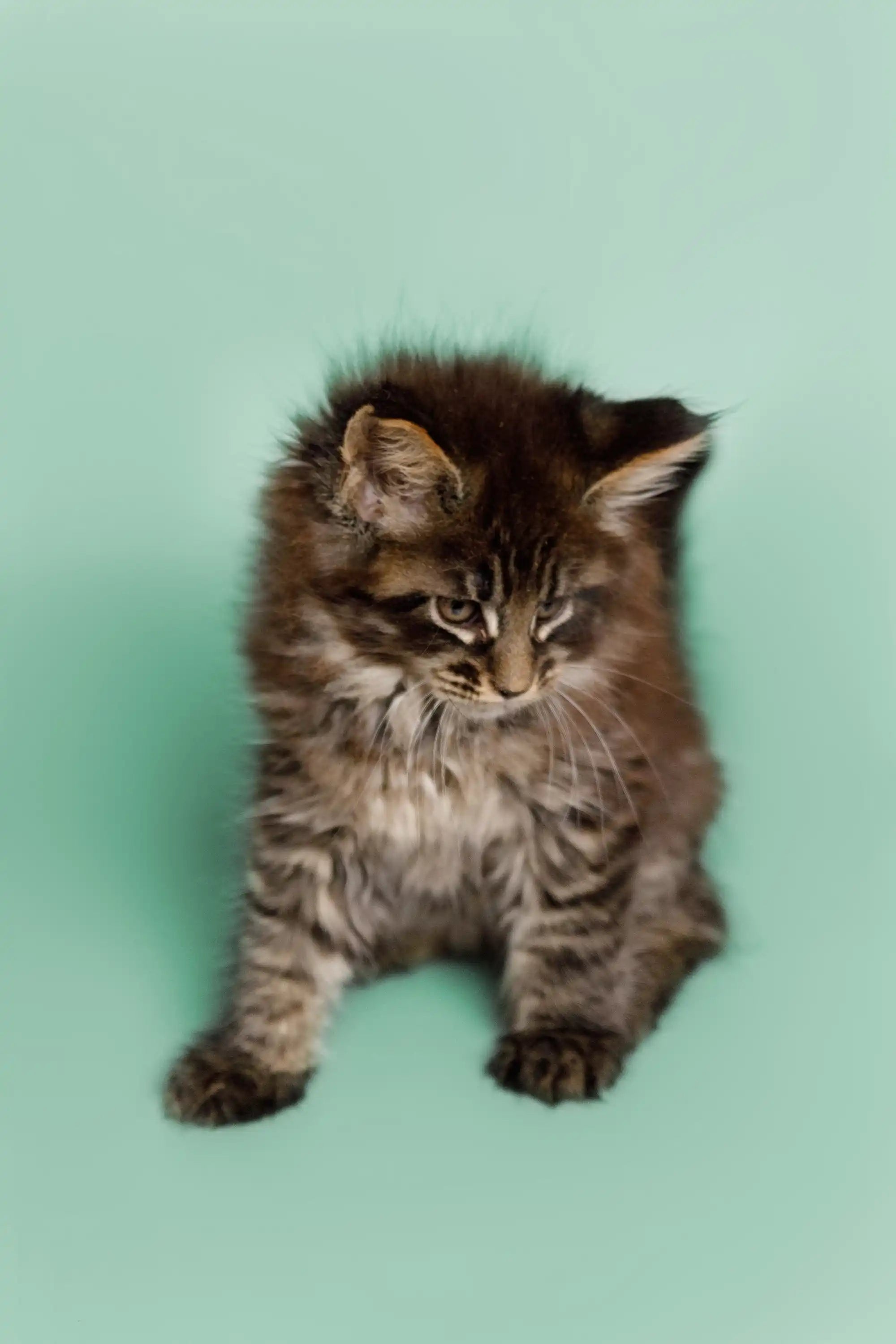 AVADA - Best Sellers Wayne | Maine Coon Kitten