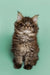 Fluffy brown tabby Maine Coon kitten with big ears and alert eyes ready to play