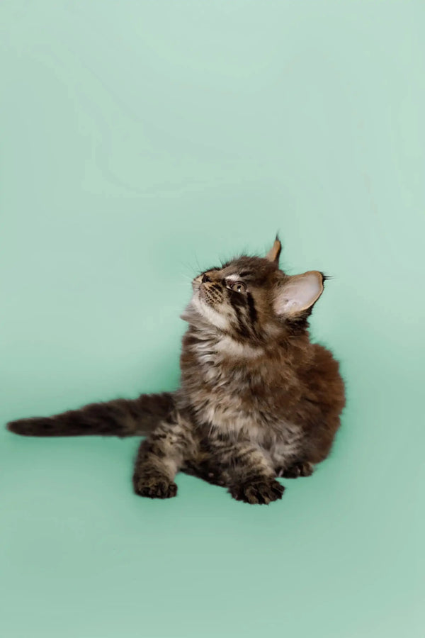 Fluffy tabby Maine Coon kitten named Wayne sitting and looking upward adorably