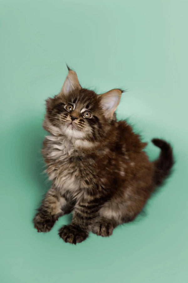 Fluffy tabby Maine Coon kitten with wide eyes and pointy ears, super adorable!