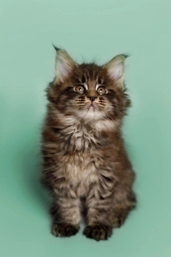 Fluffy Maine Coon kitten Wayne with ear tufts and wide eyes ready for cuddles