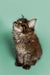 Fluffy tabby Maine Coon kitten looking up with curiosity for Wayne product