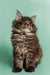 Fluffy Maine Coon kitten with long fur and alert expression, perfect for cat lovers