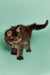 Fluffy tabby Maine Coon kitten with a raised tail standing on a plain surface