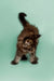 Fluffy brown tabby Maine Coon kitten with an arched back and raised tail