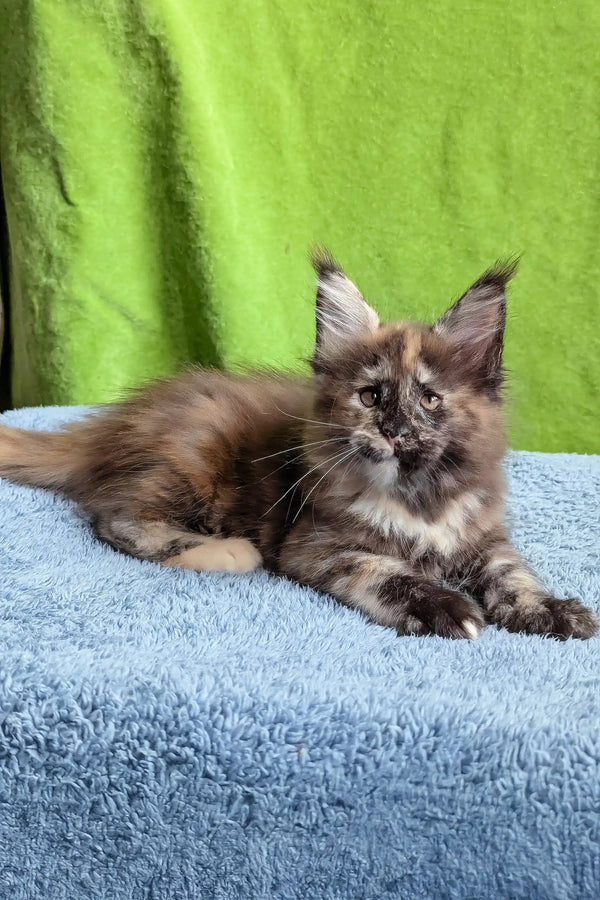 Wedanga | maine coon kitten