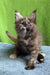 Wedanga | maine coon kitten