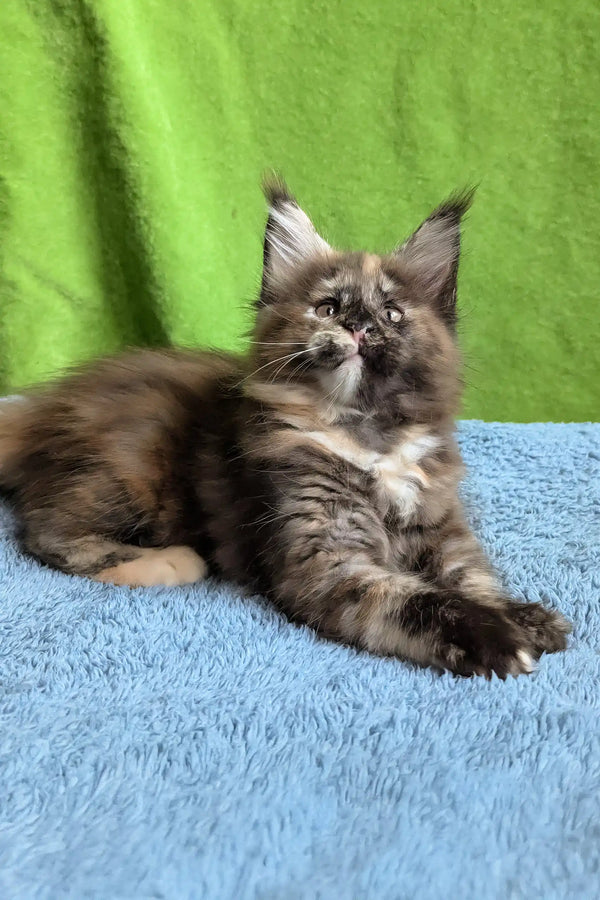 Wedanga | maine coon kitten