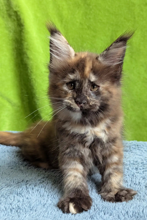 Wedanga | maine coon kitten