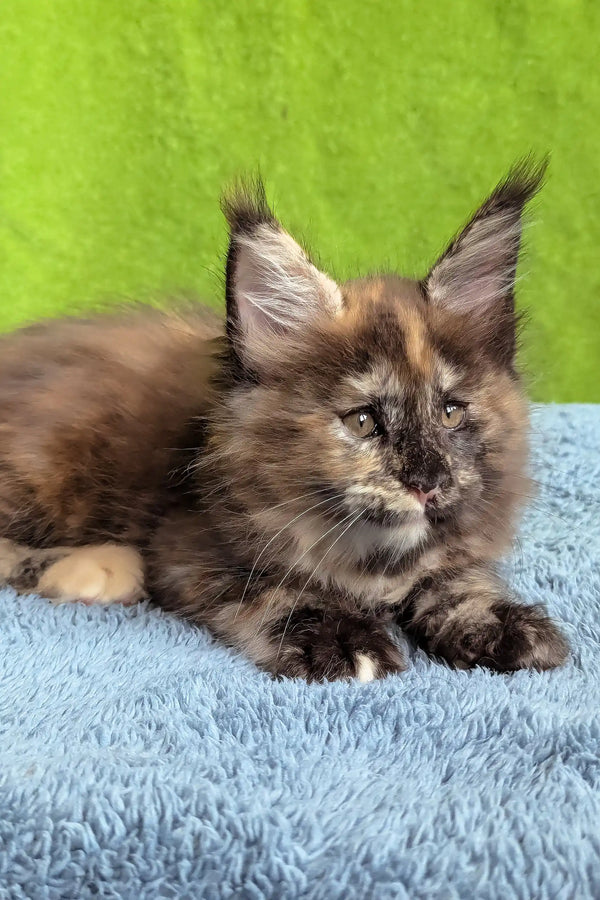 Wedanga | maine coon kitten