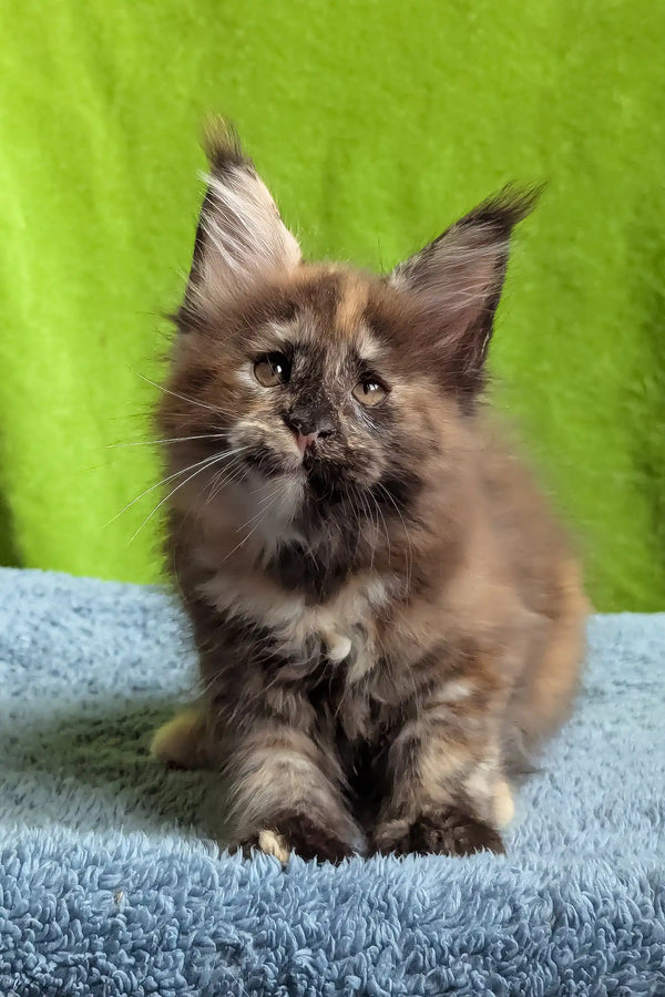 Wedanga | maine coon kitten
