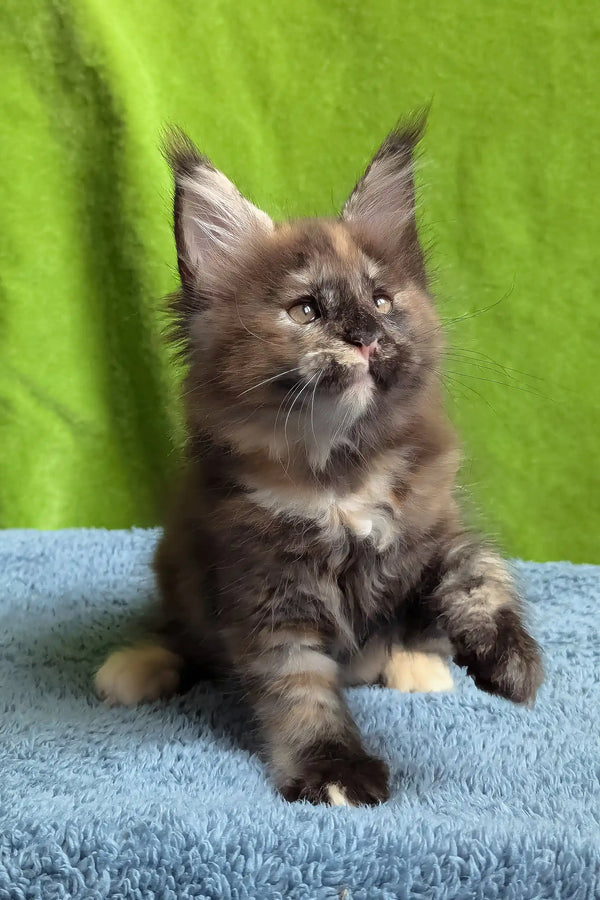 Wedanga | maine coon kitten