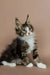 Fluffy Maine Coon kitten Wednesday with ear tufts and wide eyes, perfect if you feel lonely