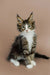 Fluffy Maine Coon kitten with ear tufts and a white bib in Wednesday product display