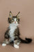 Adorable Maine Coon kitten with big eyes and cute ear tufts, perfect for when you feel lonely