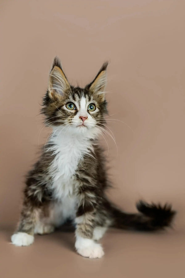 Adorable Maine Coon kitten with big eyes and cute ear tufts, perfect for when you feel lonely