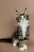 Fluffy Maine Coon kitten with white chest and paws, perfect for when you feel lonely