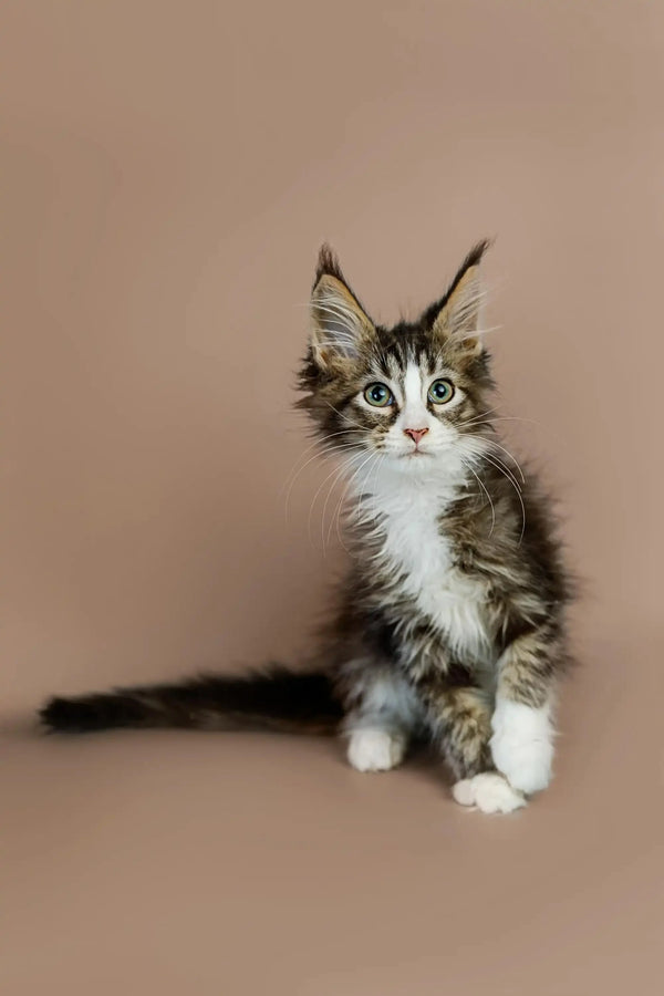 Fluffy Maine Coon kitten with white markings and alert green eyes, super cute!