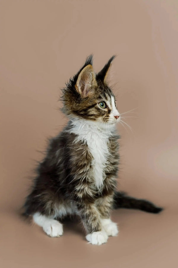 Fluffy Maine Coon kitten with white paws sitting upright, adorable and charming