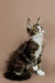 Fluffy Maine Coon kitten sitting upright with an alert expression, perfect for cat lovers