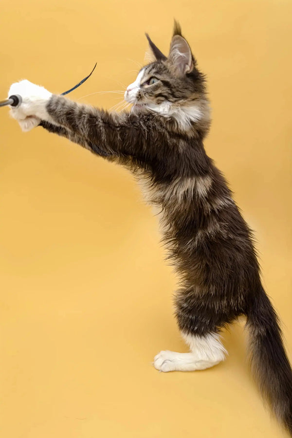 Playful Maine Coon kitten named Wednesday reaching for a fun toy with its paw