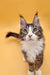 Tabby Maine Coon kitten with wide eyes and tufted ears staring at the camera