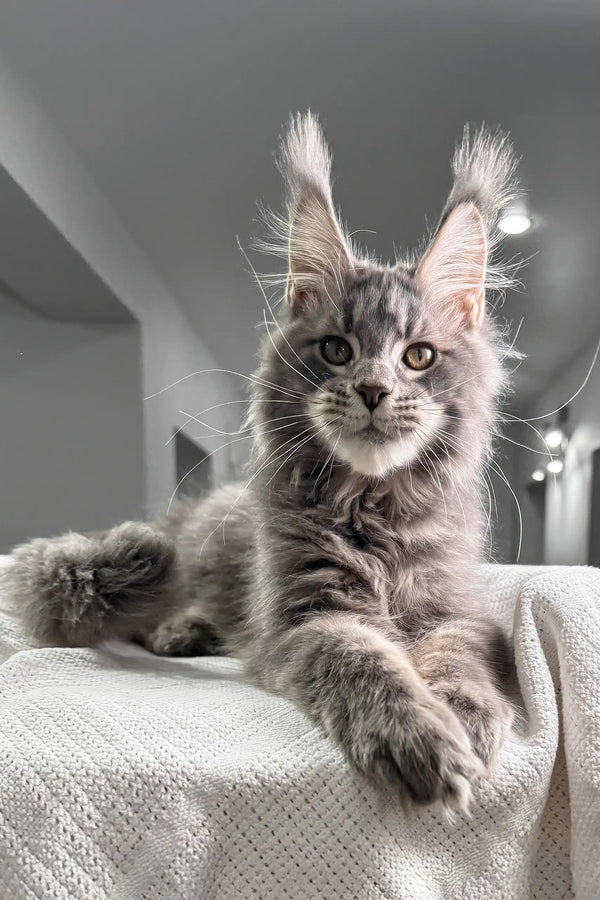 Gray Maine Coon cat featured in the Weekend Maine Coon Kitten product