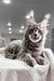 Gray Maine Coon kitten in the Weekend collection, perfect for cat lovers