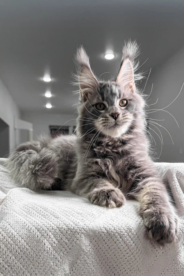 Gray Maine Coon cat in the Weekend Maine Coon Kitten product showcase