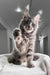 Gray Maine Coon kitten playfully waving, perfect for the Weekend | Maine Coon Kitten