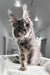 Cute gray tabby Maine Coon kitten featured in Weekend Maine Coon Kitten product