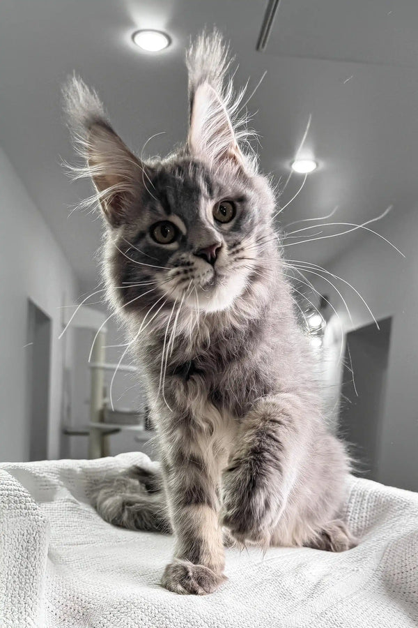 Cute gray tabby Maine Coon kitten featured in Weekend Maine Coon Kitten product