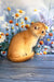 Weesy | scottish fold kitten