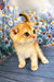 Weesy | scottish fold kitten
