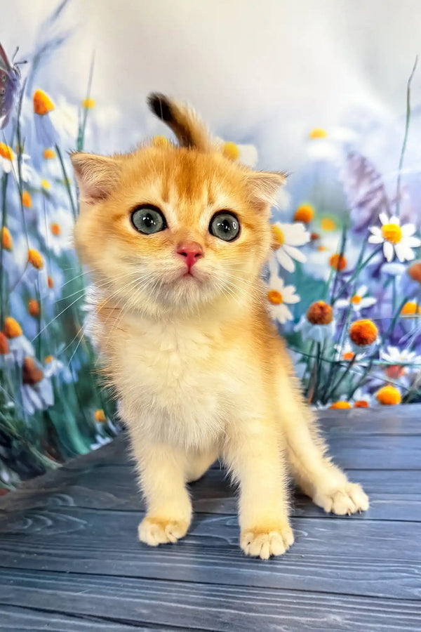 Weesy | scottish fold kitten