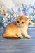 Weesy | scottish fold kitten