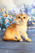 Weesy | scottish fold kitten