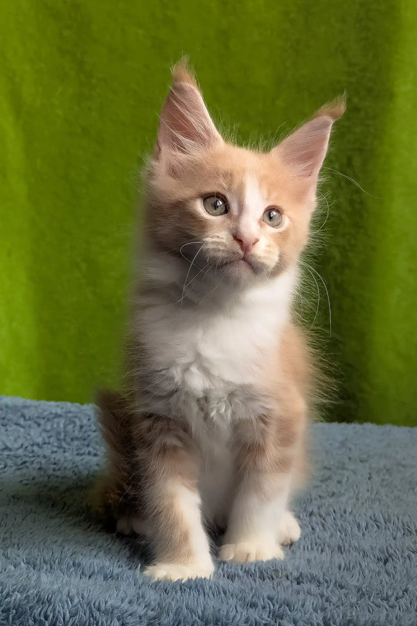 Weles | maine coon kitten
