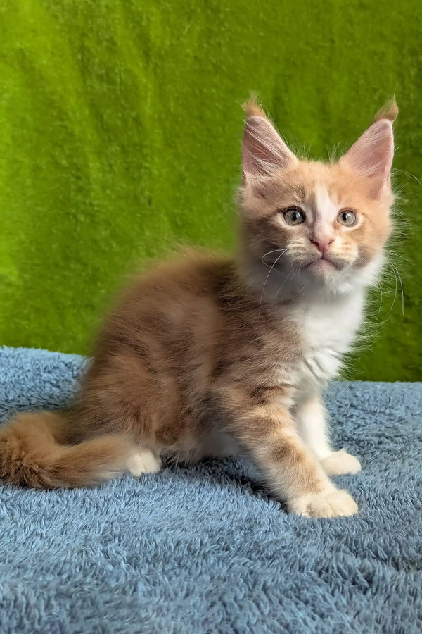 Weles | maine coon kitten