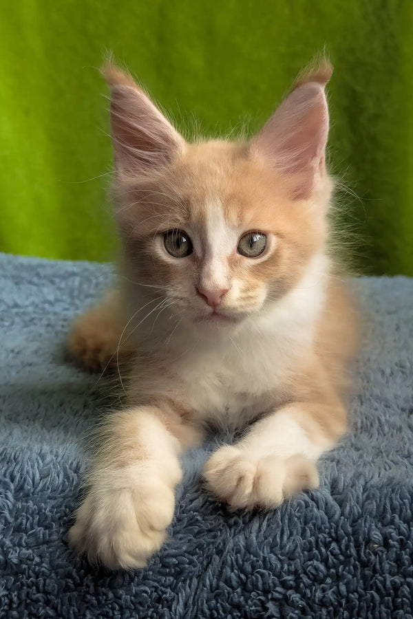 Weles | maine coon kitten