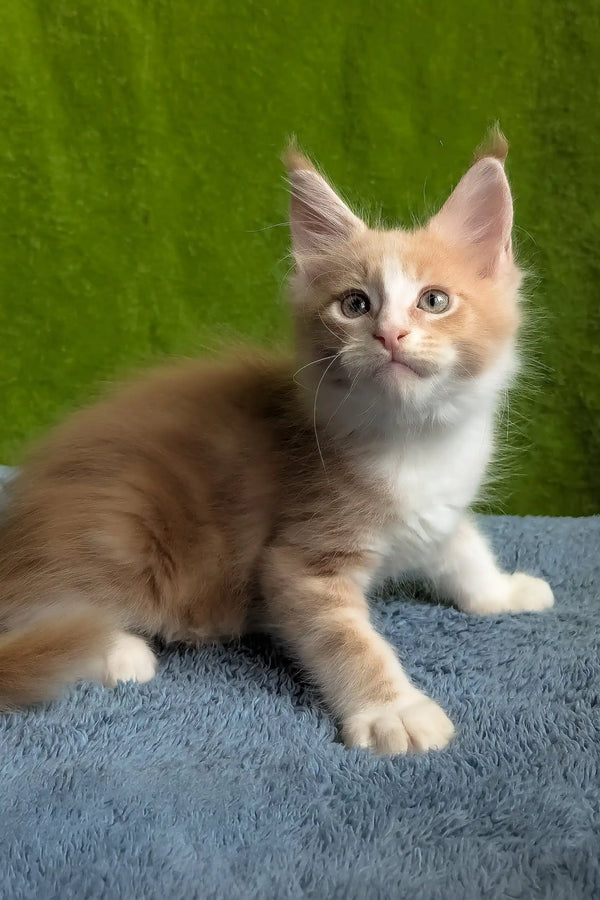 Weles | maine coon kitten
