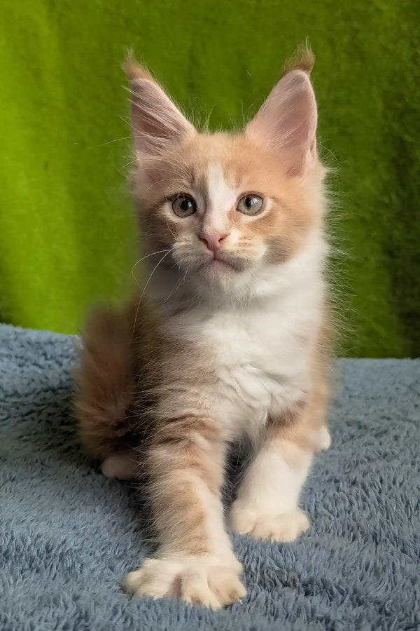 Weles | maine coon kitten